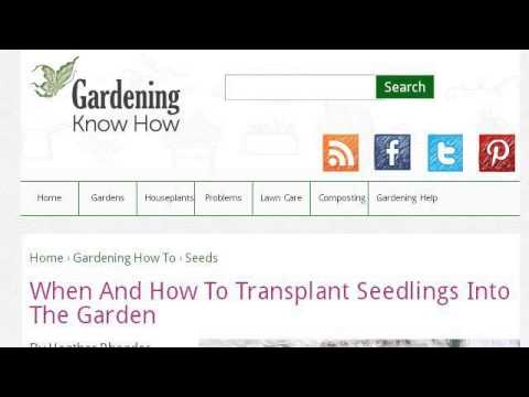 how to transplant outdoor plants
