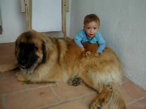 leonberger