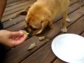 Puggles, Texas Ranger Enjoys His Birthday Cheeseburger Puggles, Texas Ranger Enjoys His Birthday Cheeseburger