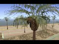 [thepussies]-vs-[chickenheads]