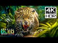 INCREDIBLE 4K HDR DOLBY VISION | 4K NATURE VIDEOS WITH PEACE ..
