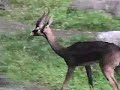 A New Animal At The Oregon Zoo!