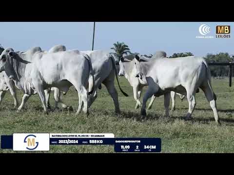 2� DE OLHO NA FAZENDA NELORE SESMARIAS