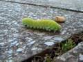 videos de Large Caterpillar At Sainsbury's Car Park