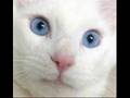 Assistir ao v�deo