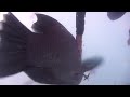 Whitsundays Snorkling Part.4