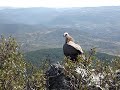 Buitre en la S� del Castillo (Salamanca)
