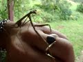 Praying Mantis dances around on my hand.. Praying Mantis dances around on my hand..