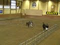 Champion stallion foal