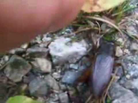 YouTube Preview Image