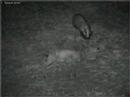 a curious badger a curious badger