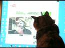 My cat loves ZenArcher My cat loves ZenArcher