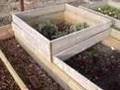 Raised bed allotment  February 2008