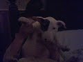 Bodger my english bull