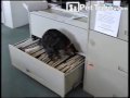 C for CAT - PetTube.com