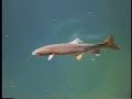 Fly Fishing Trout in Montana Lakes