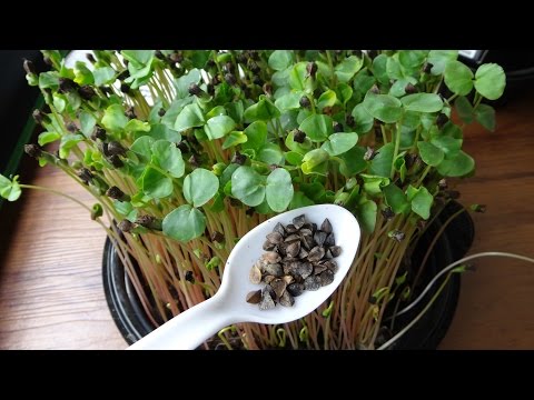 how to harvest buckwheat