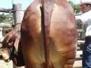 $80,000 for bull on day three of ...