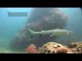 Diving Malapascua with Cebu-Travel