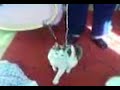 vanda-2.html
