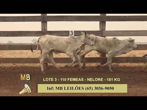 8� LEIL�O PRESENCIAL E VIRTUAL - LUCIANO DUARTE & CONVIDADOS