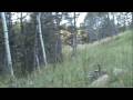 2 Yard Bull Elk