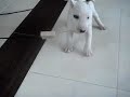 Ihana - Mini bull terrier Ihana - Mini bull terrier