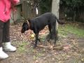 Wag On Inn Rescue Sox Female Lab mix Nov 27 2009 .MOD