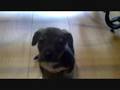 Shadoe's New Puppies - 6 weeks old