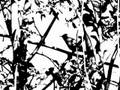 And in Chile in spring (Troglodytes aedon chilensis)