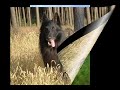 Kaj Donum Cordis Groenendael Kaj Donum Cordis Groenendael