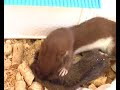 Weasel eating the mouse