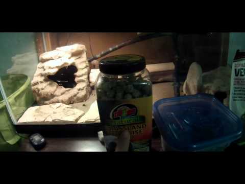 how to care for a uromastyx