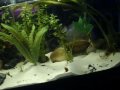 Dwarf Puffer's eating bloodworms in 10 gallon tank