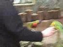 Rainbow Lorikeets at Edinburgh Zoo