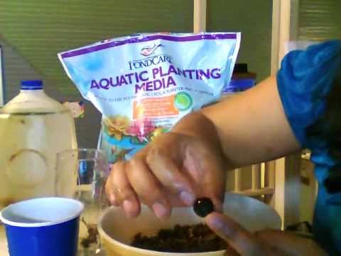 how to replant lotus