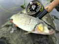 Click to View : Fly fishing river Krapina - video br.6