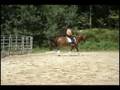 Wembley D (Flemmingh x Actueel) imported 5 year old gelding