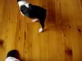 videos de Boston Terrier Attacks My Slipper