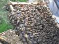 healthy-bees