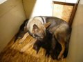 Bosco and Haska puppies 2weeks old