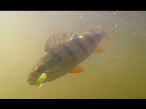 Подводное видео ловли на отводной поводок видео Подводное видео ловли на отводной поводок видео