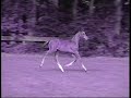 Someone Like You - Horse Version Someone Like You - Horse Version