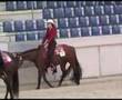 Quarter Horse Stute Babe League - CC-Showhorses