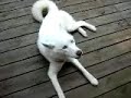 Siberian Husky 