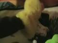 videos de Enten TV 2
