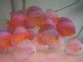 Sunrise Tropicals Discus Fish  1  2008 06 22