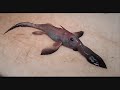 Pictures of Sea Monsters and a Little Treat