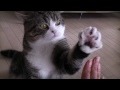 ハイタッチするねこ３。-high Five And Maru 3.