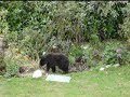 Bear in My Rear Garden